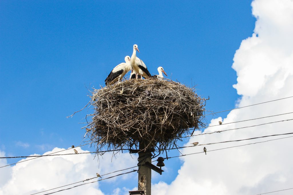 Cigognes (Photo: Shutterstock)